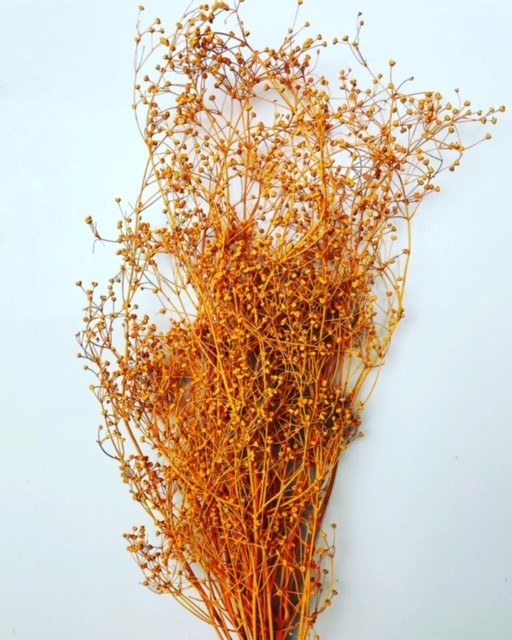 Picture of Dried Flowers Massasa Orange 55cm